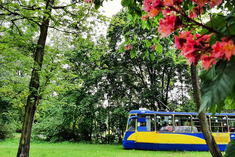 Żółto-niebieski tramwaj na zielonym torowisku